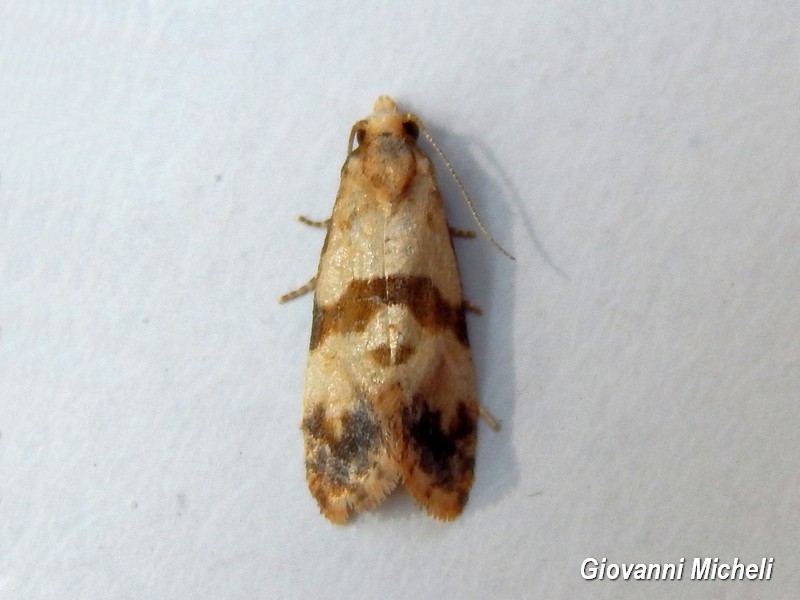 Tortricidae da ID - Phalonidia contractana